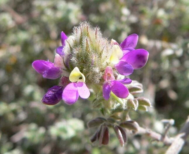 Trailing Dalea (flowers)