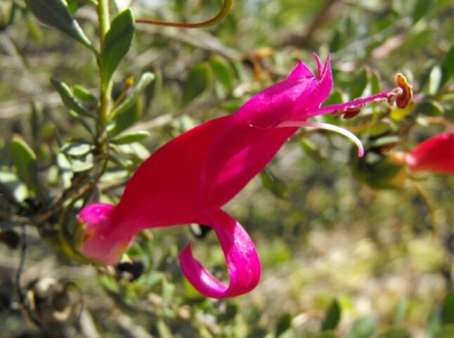 Valentine Bush (Eremophila maculata 'Valentine')