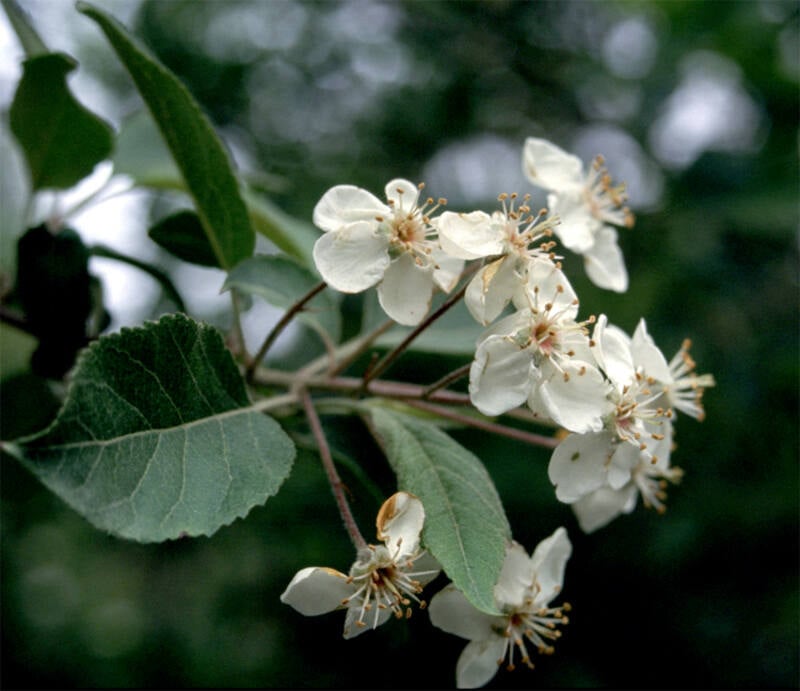 white flowers of a plant