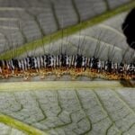 What Are Cutworms?