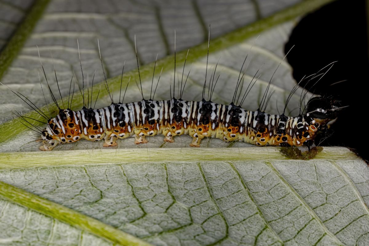 White and orange cutworm on a plant leaf