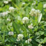 13 Common Weeds in Virginia: How to Identify and Control Them
