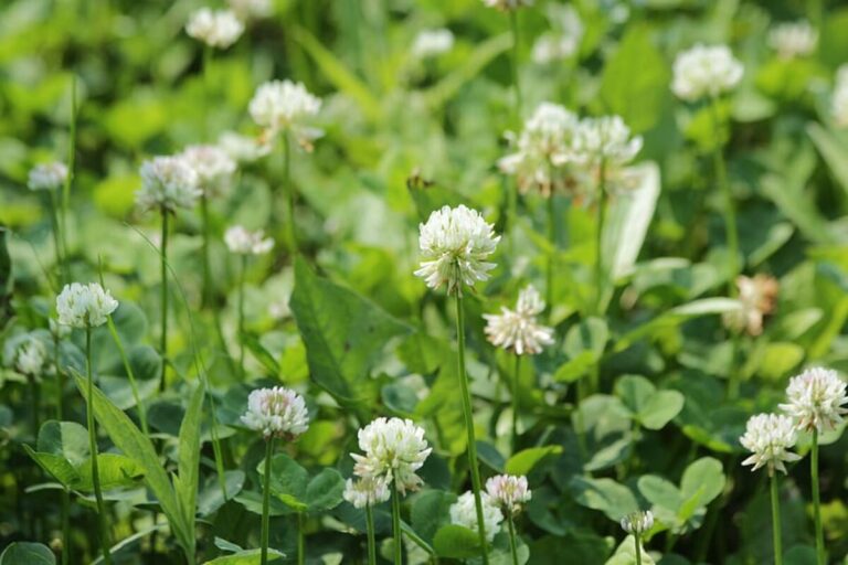 A field of white clover (Trifolium repens) in full bloom, with dozens of round white flower heads on slender green stems rising above a dense mat of dark green three-lobed leaves in bright sunlight.
