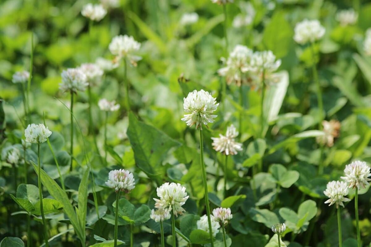 white flowers in a lawn