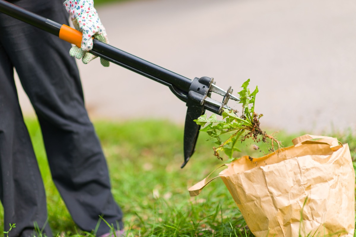 Woman with a tool pulling weeds from lawn an putting it in a paper bag