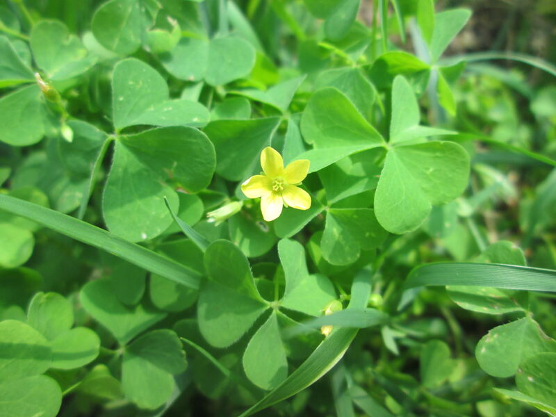 closeup image of wood sorrel