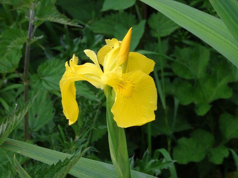 yellow colored flowers of a plant