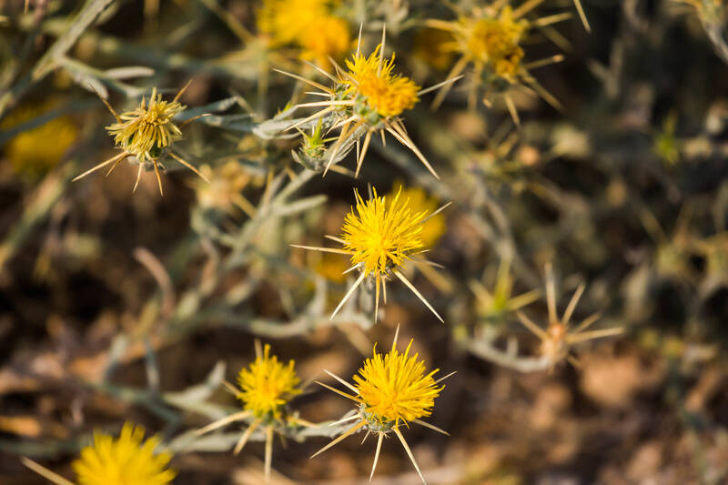 yelllow colored flowers on a plant