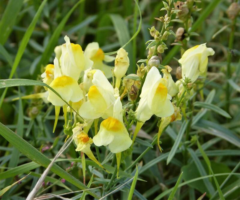 closeup image of yellow flowers