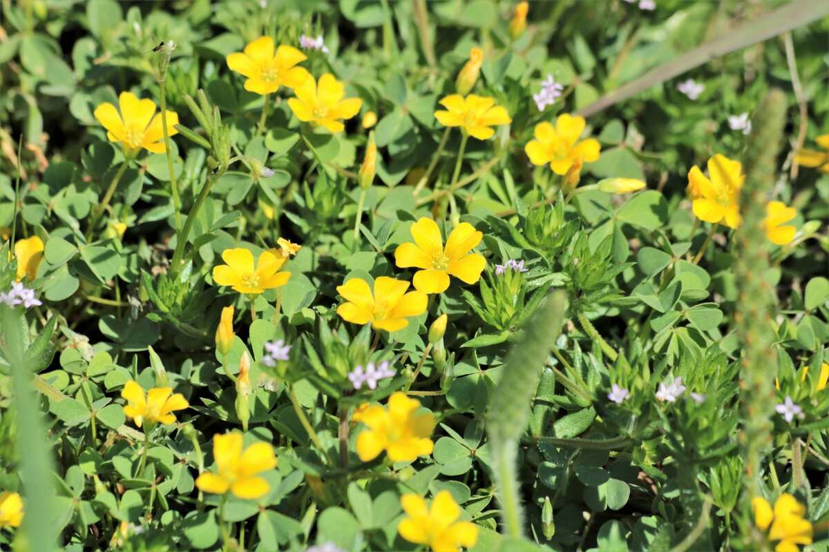 yellow flowers on a plant