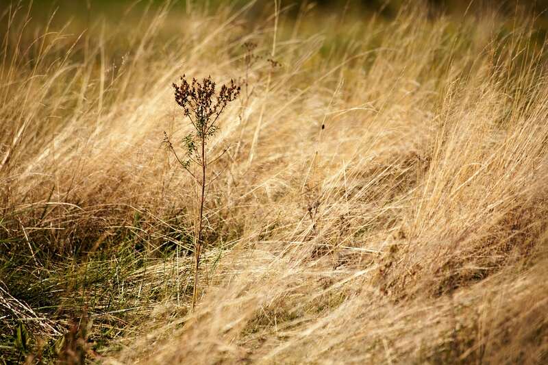 dry grass with flower