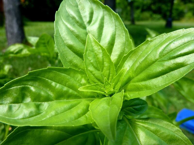 Close up of a beautiful green colored basil plant