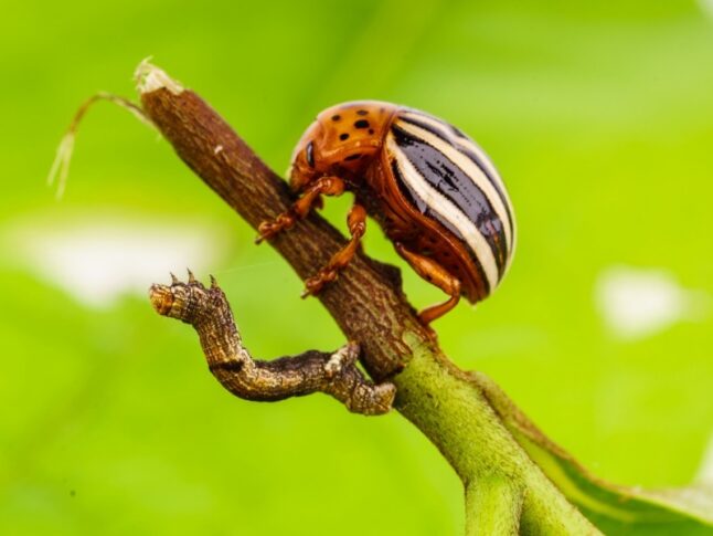 potato beetle and a caterpillar on a leaf