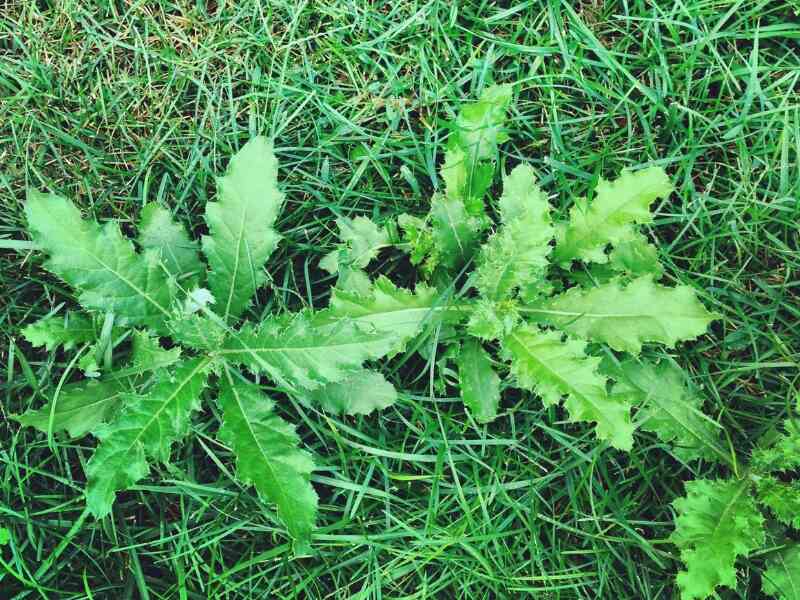 broadleaf weeds found in yard