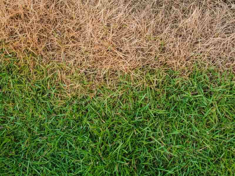 dead brown grass next to bright green grass