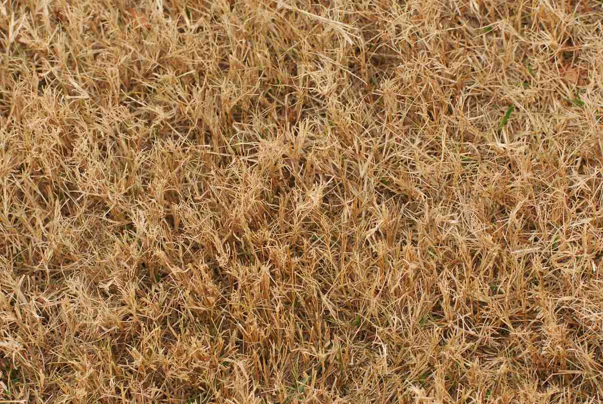 Closeup of patchy brown lawn grass, dry and brittle blades covering ground, showing drought stress or winterkill damage during winter.