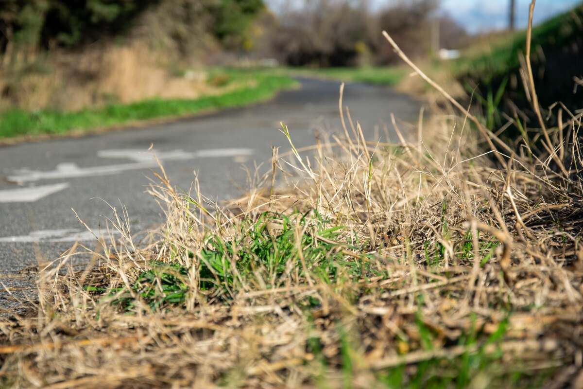 brown, dry and dead grass with green grass along a path