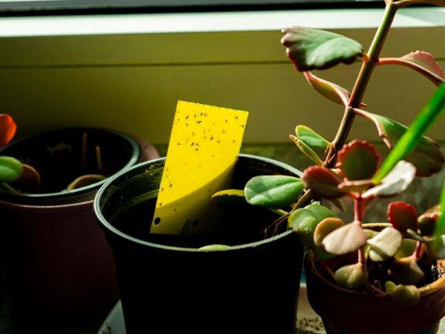 bug sticky trap in house plant