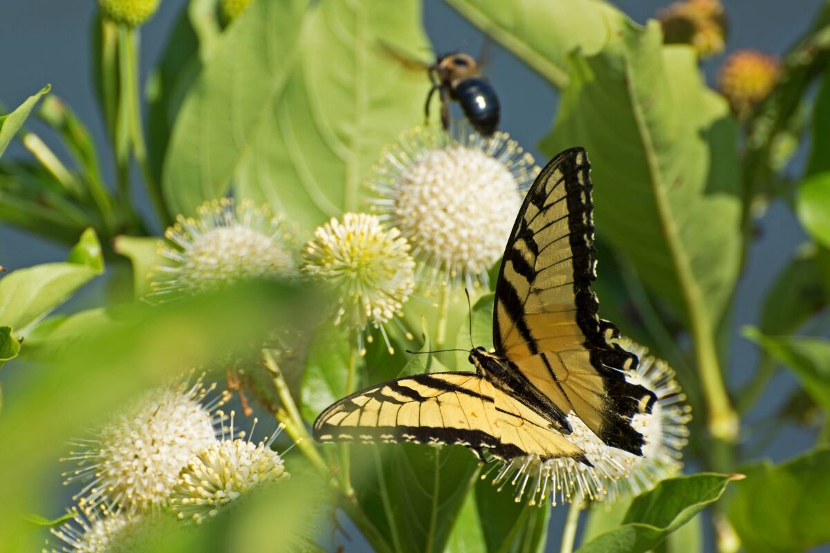 buttonbush with bee and butterfly (1)