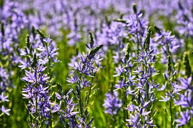 Beautiful light purple colored flowers of camas