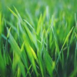 Is Grass Living?