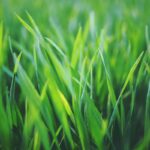 Is Grass Living?