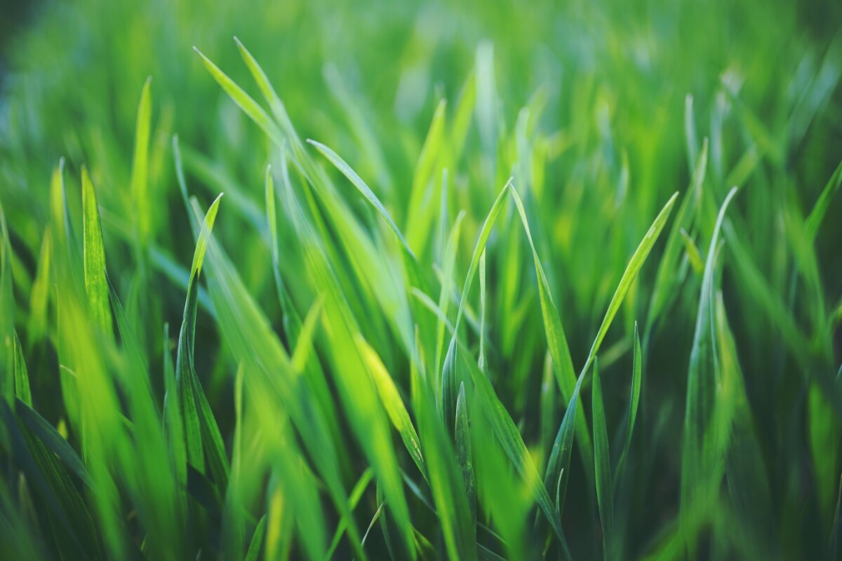 close-up of grass