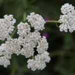 20 Most Common Weeds in Oklahoma: How to Identify and Control Them