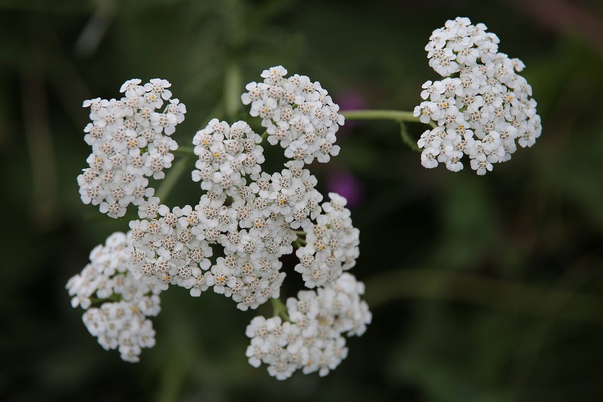 white flowers of common yarrow