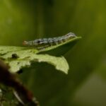 How to Get Rid of Cutworms