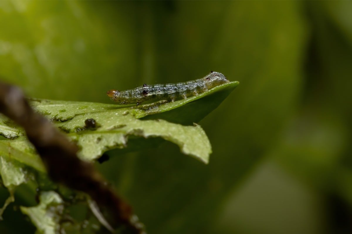 Caterpillar of a cutworm moth on a sweet basil leaf