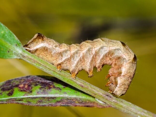 Brown caterpillar cutworm