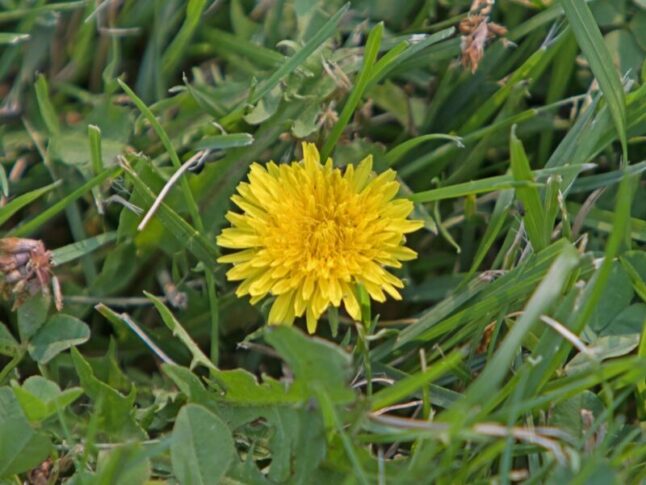 close-up of a yellow dandelion weed in grass