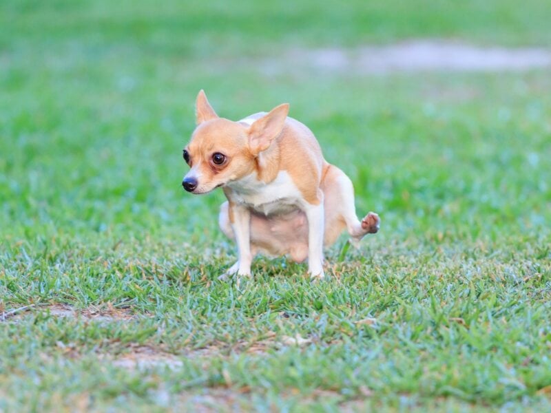 small dog peeing on grass