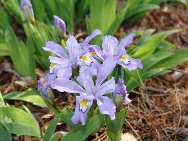 violet dwarf crested iris flowers