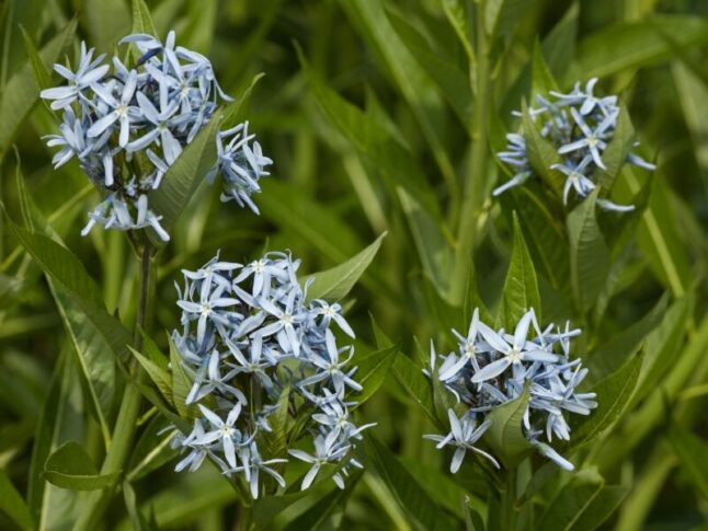 Eastern Bluestar