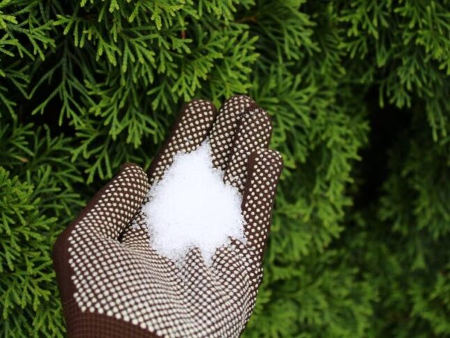 epsom salt in gloved hand