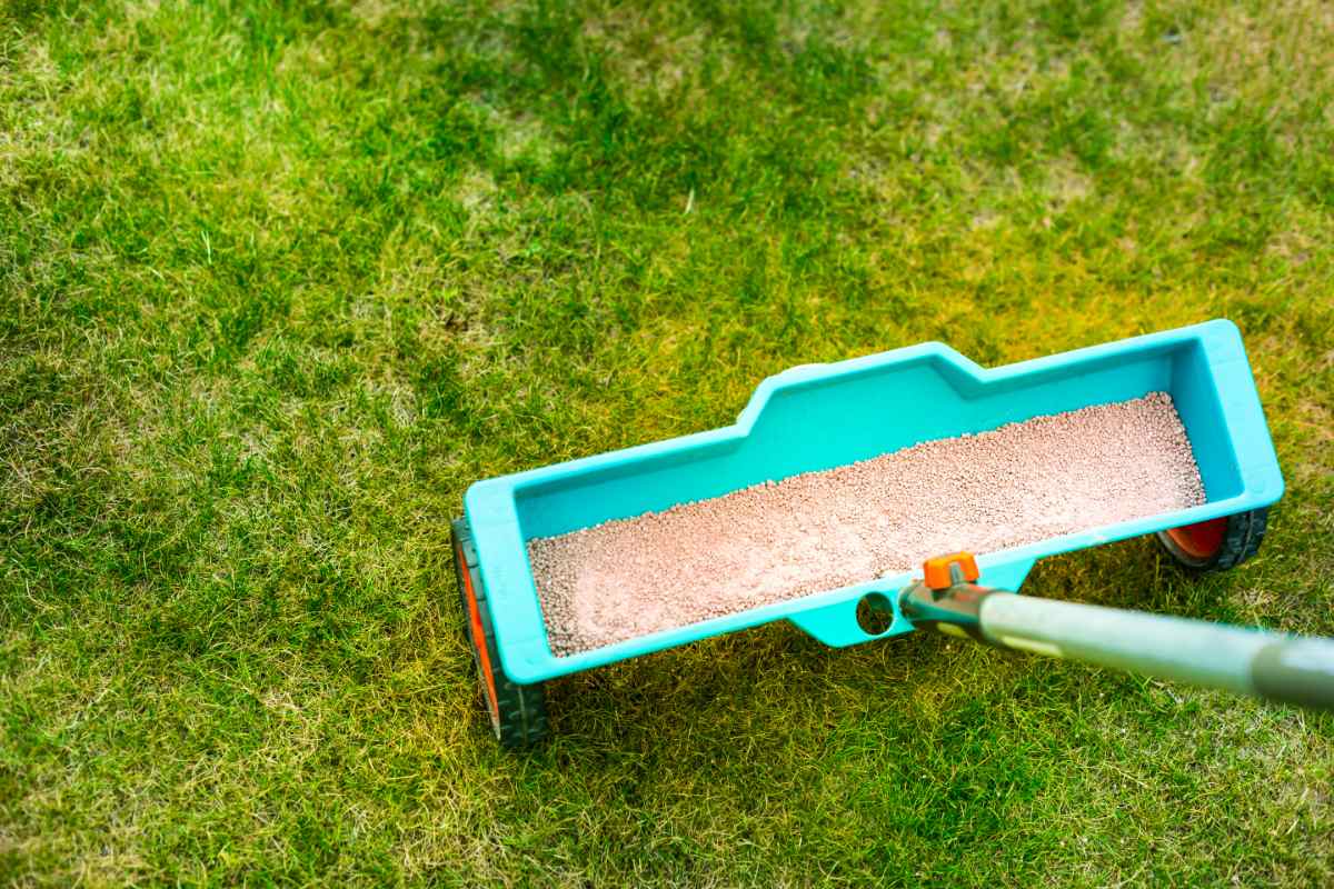 lawn fertilizing tool in a lawn