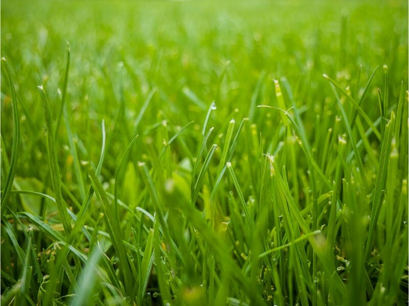 grass with sun