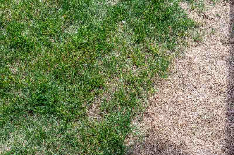 Overhead view of lawn showing contrast between healthy green grass and straw colored dead patch from ice melt salt damage.