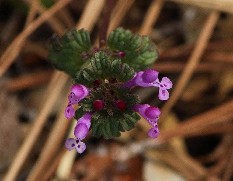 Purple colored flowers of Henbit