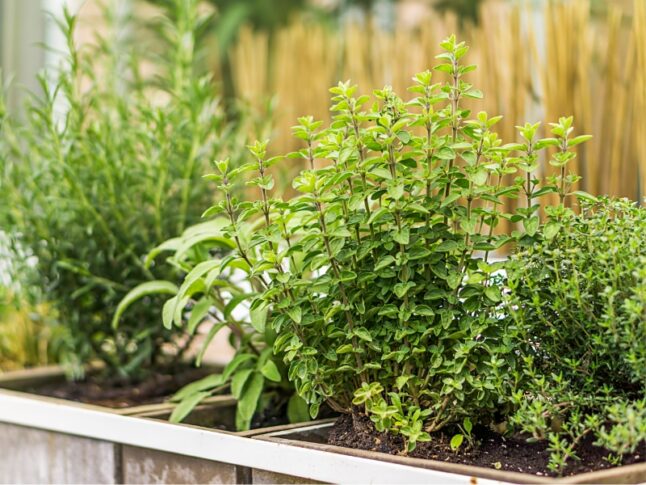 herb garden with various herbs planted