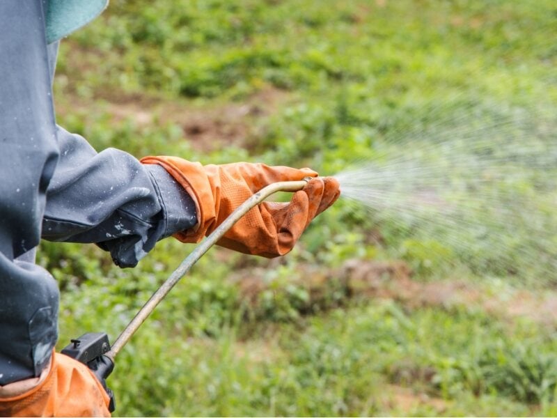 worker spraying herbicide on lawn