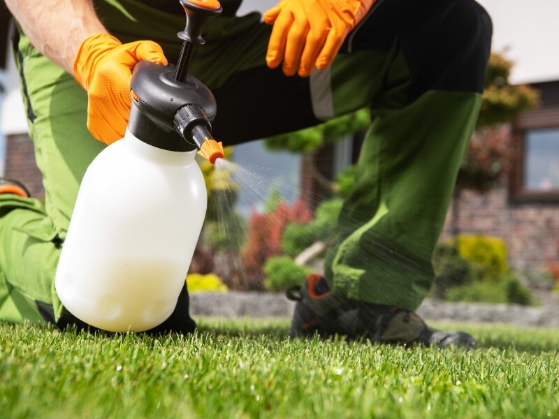 worker spraying weed killer or herbicide on lawn