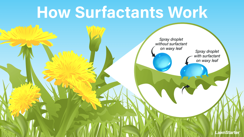 graphic showing how a surfactant works