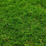 The 4 Most Common Grass Types in Fort Worth, TX