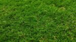 Best Salt-Tolerant Grasses for Your Lawn
