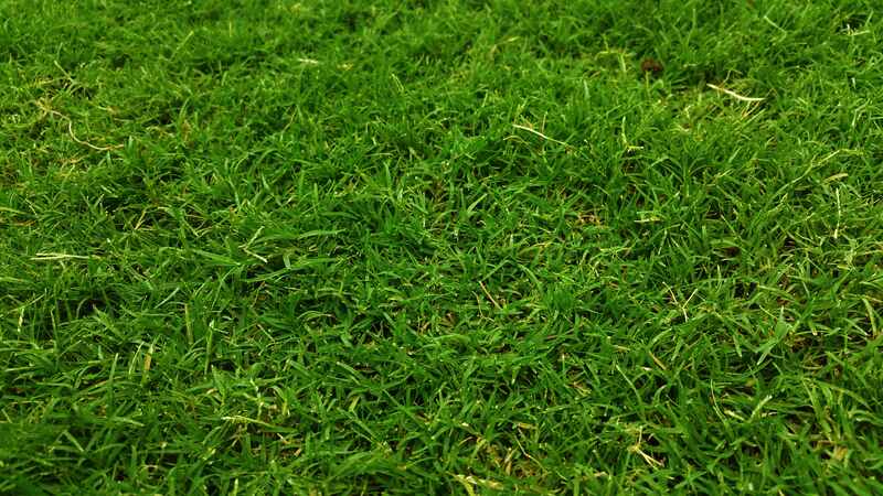 close-up of bermudagrass