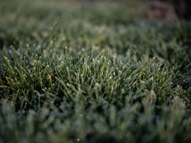close-up of Kentucky bluegrass with morning dew