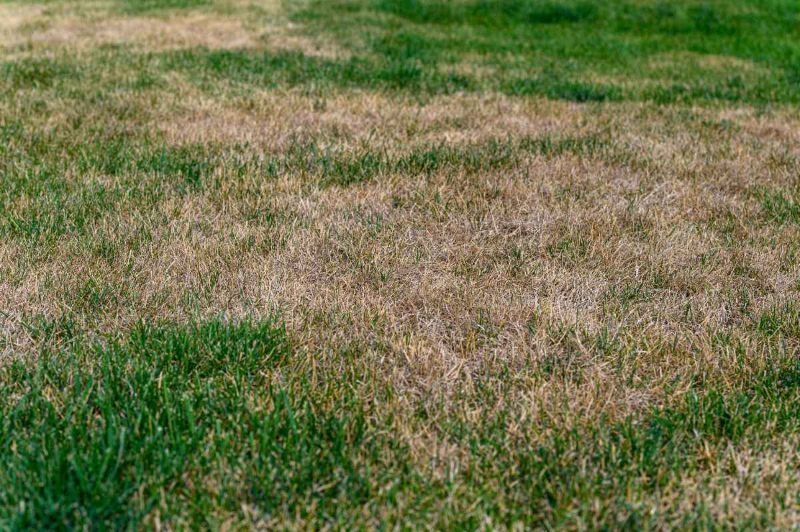 A patchy lawn showing bare, brown, and dying grass patches interspersed with sparse green grass.